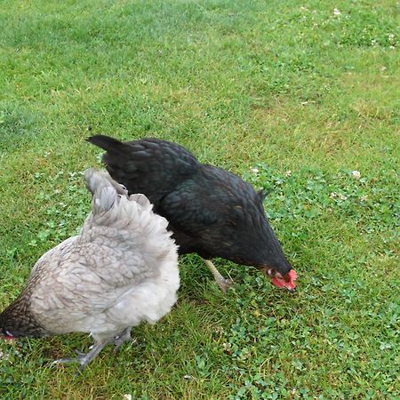 Gite Paimpol Le Poullou Exteriör bild